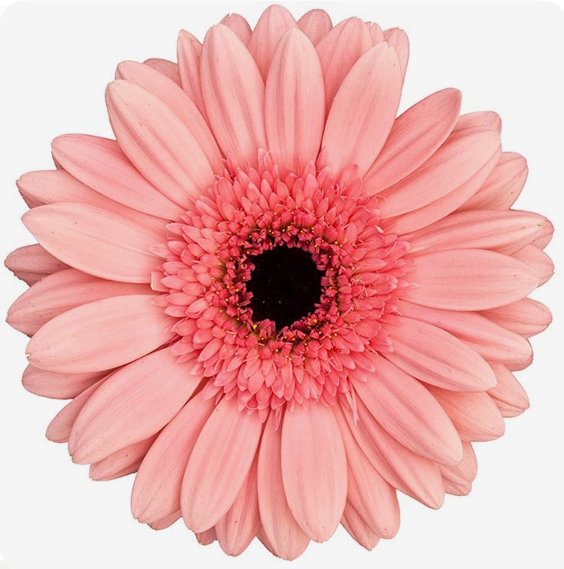 Gerberas