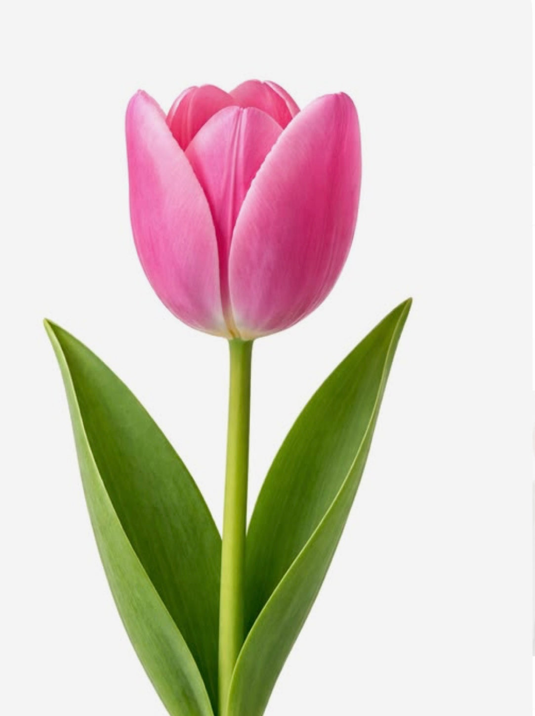 Tulipanes