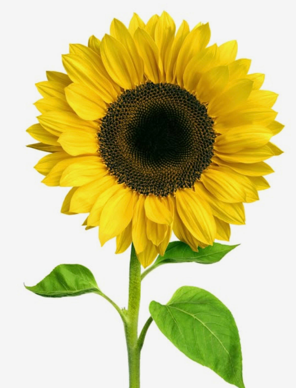 Girasoles