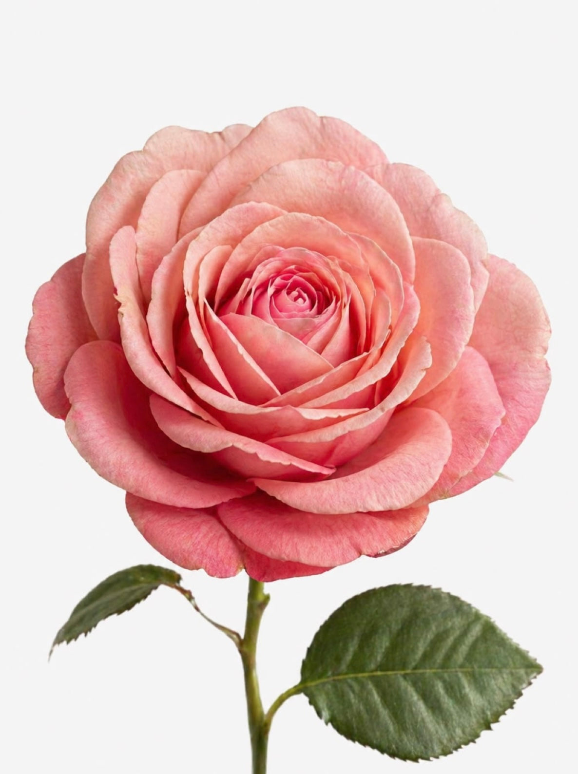 Rosas